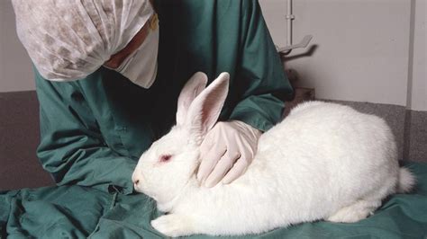 macht chanel tierversuche|Chanel animal testing ban.